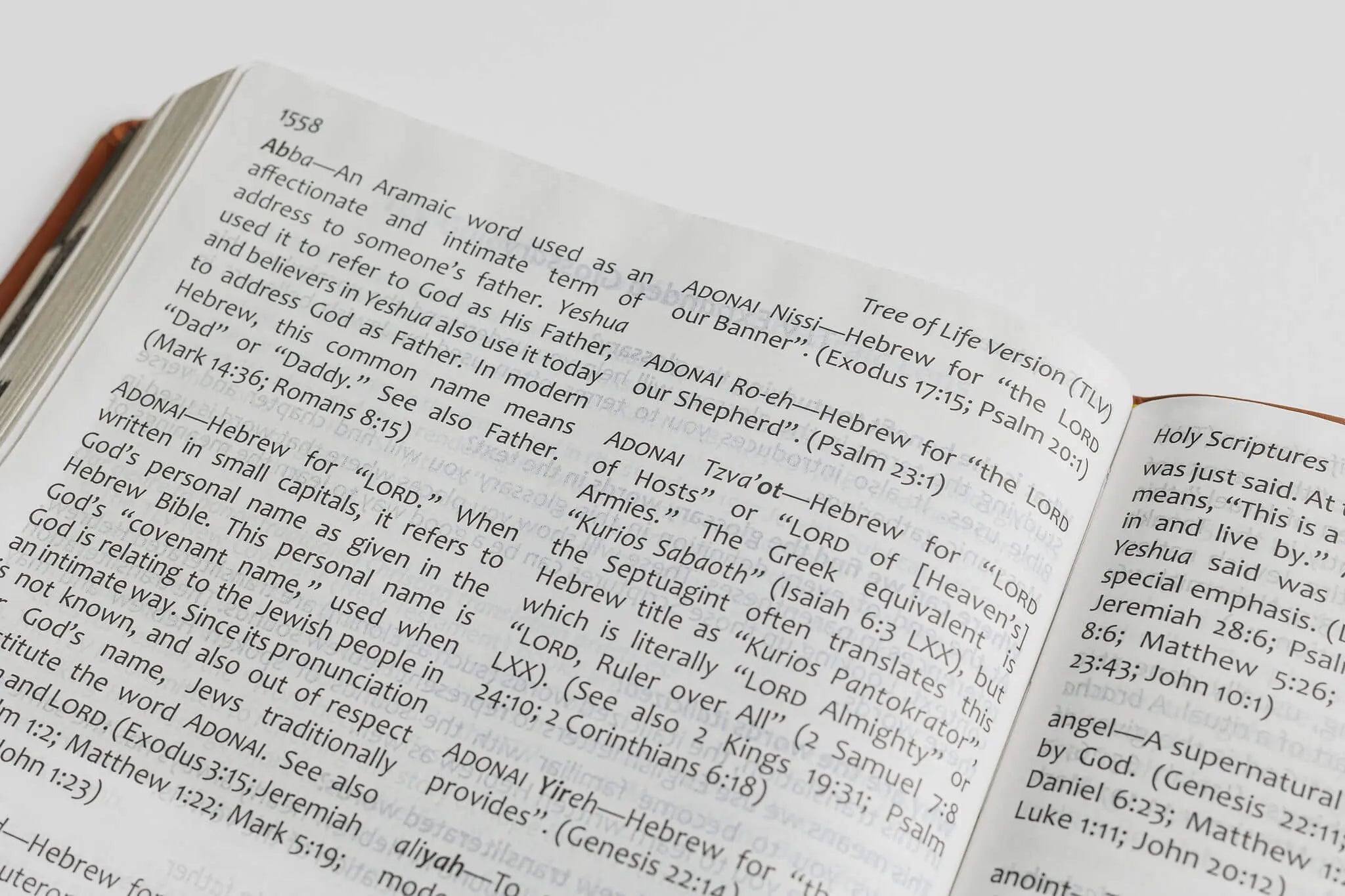 Tree of Life Bible: GIANT Print Edition – Tree of Life Bible Society